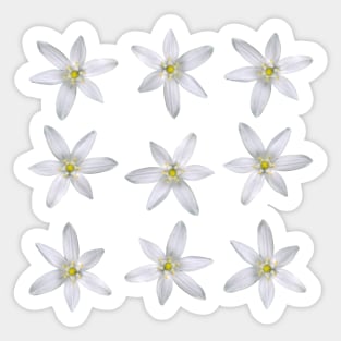 Star Of Bethlehem Pattern Sticker